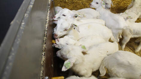 Het individueel behandelen van jonge dieren kan, stelt dierenarts Rianne Klerx. „Maar als er op een gegeven moment meer dieren ziek worden, ga je over op een koppelkuur.”