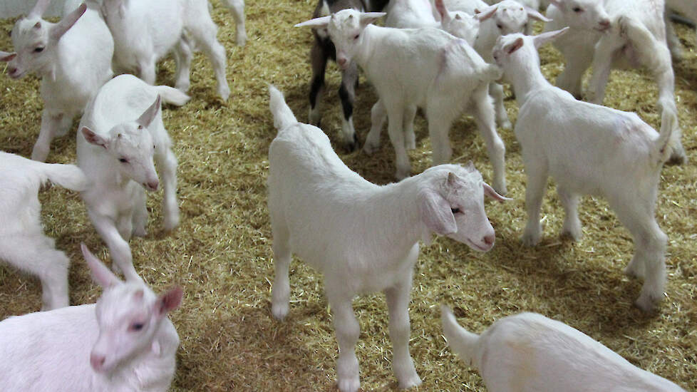 Geitenbokjes worden vanaf 2025 grootgebracht tot ze geschikt zijn voor humane consumptie. Dat is bij een gewicht van ongeveer 9 à 10 kilo en een leeftijd van vier tot zes weken.