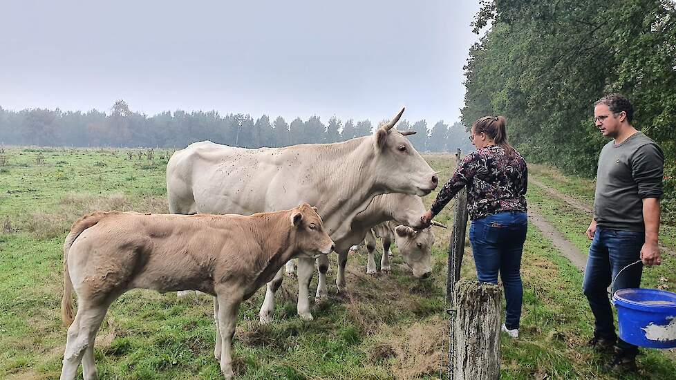 Erik en Mieke Dignum bij hun vleeskoeien.