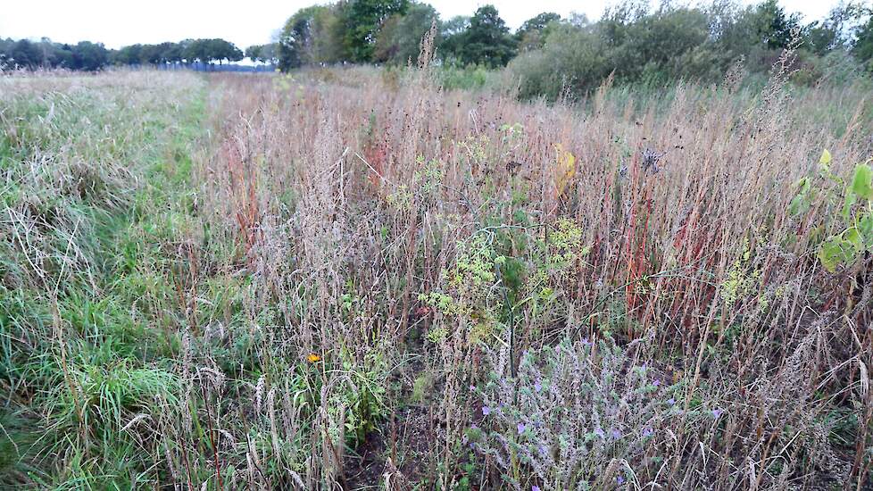 Een voorbeeld van natuurinclusieve landbouw.