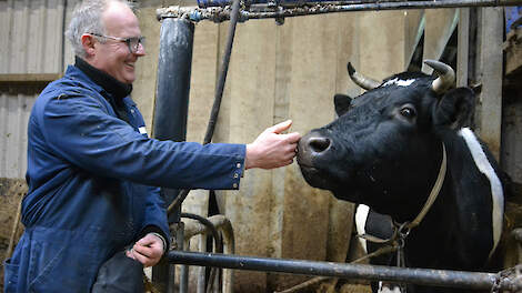 Raymond Zijp bij zijn drie jaar oude topper Holwerda Witsnoet 464, met acht keer Kastanje Frans in haar bloedlijn. 305-dagen-productie: 8.516 kilo melk met 4,56 vet en 3,70 eiwit.
