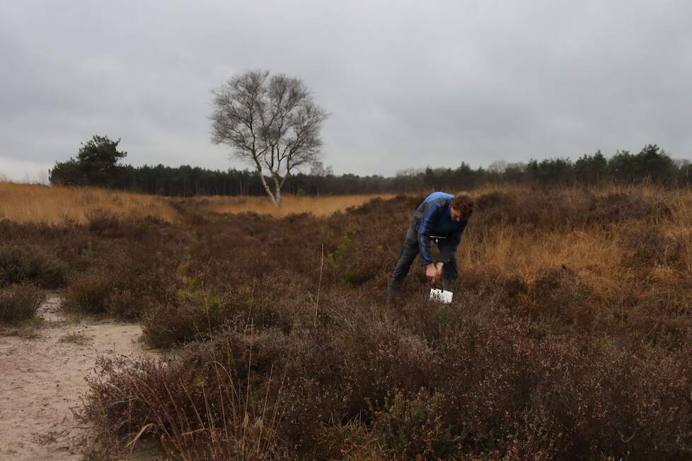 De Stroese Heide is goed ontwikkelt met hier en daar wat vergrassing.