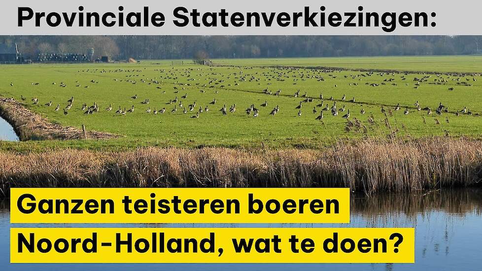 Ganzen teisteren boeren in Noord-Holland, wat te doen? - Provinciale Statenverkiezingen