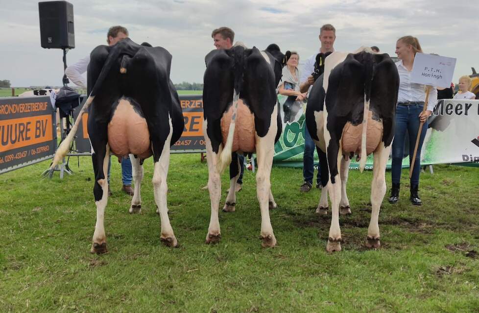 De winnende bedrijfscollectie van Honingh die bestond uit het kampioenstrio bij de vaarzen. Rechts vaarzenkampioene Moortje 444, links reservekampioene Wijntje 276 en in het midden honourable mention Jeanette 7.