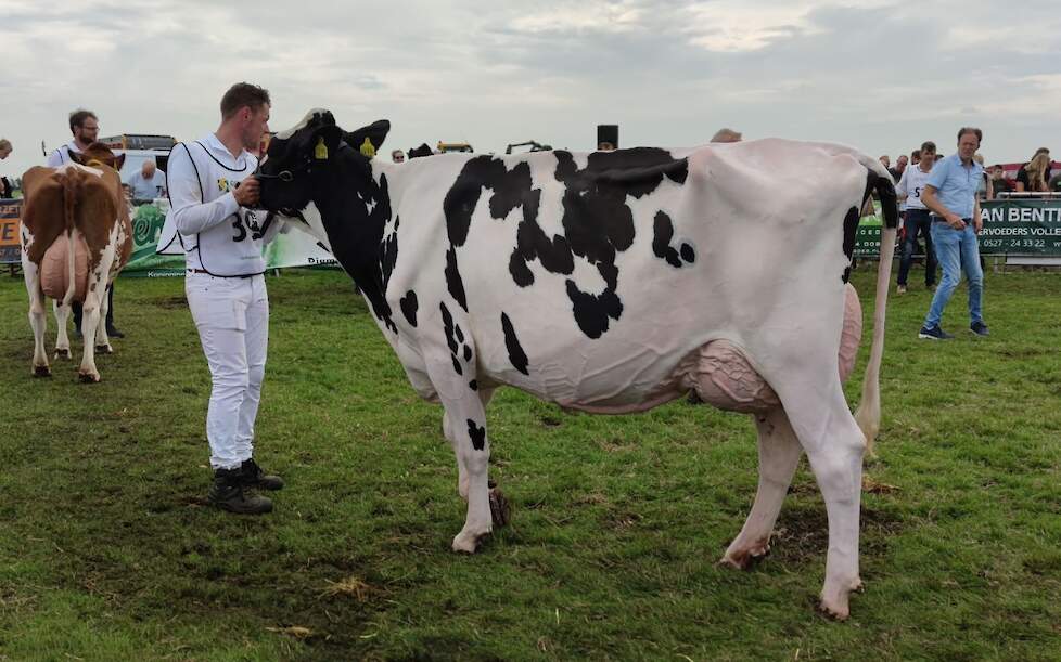 Bons-Holsteins Ella 244, een dochter van de bekende Mailing-dochter Bons-Holsteins Ella 158 liep 1A in de rubriek en pakte het kampioenschap van de middenklasse.