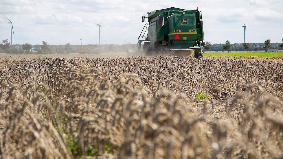 De tarwe ontwikkelde zich redelijk probleemloos, volgens de akkerbouwer is dit waarschijnlijk te danken aan de koele zomer. Dat hij weinig problemen heeft met onkruid in het graan, wijt hij aan het feit dat hij voor de teelt van wintertarwe ploegt op 25 c