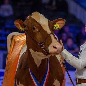 Twente Dairies Incredibull Mel pakte het algemeen kampioenschap bij de roodbonten op de HHH-show.