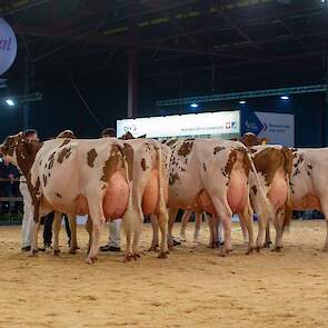 De tweede rubriek was zeer imponerend met vijf geweldige koeien in de ring. Op kop kwam Bossink Gerda 64. De zevende kalfs Curtis-dochter is een echte krachtpatser met royale hoogte-, breedte- en dieptematen, beste benen en een best bewaard, sterk uier.