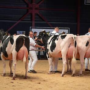 De middenklasse begon met een zeer complete jonge 2e-kalfskoe op kop in de eerste rubriek. Amvh Pietje 1303 van melkveehouderij Abbink uit Vriezenveen pakte in oktober het algemeen kampioenschap op de Twentse After Summer Show en liet zich ook in Leeuward