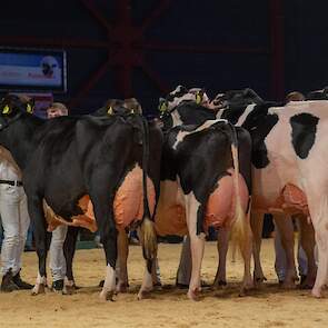 In de voorlopige opstelling van de rubriek staat naast Remonte 60 Bossink Miranda 158 van de familie Van der Kolk uit Wierden opgesteld. De Armani-dochter is veel kleiner dan haar concurrentes en is royaal in conditie. Het is een kwaliteitskoe met een fij