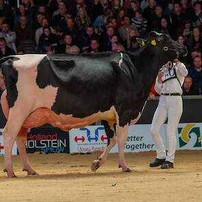 Ook in de tweede rubriek pakte een absolute topkoe de koppositie. Topcross Janice 1 van Jacobi werd onlangs uitgeroepen tot algemeen kampioene op de veekeuring Fryslân en stond er ook nu best voor. De Charityman-dochter is een stijlvolle koe met vaste ove