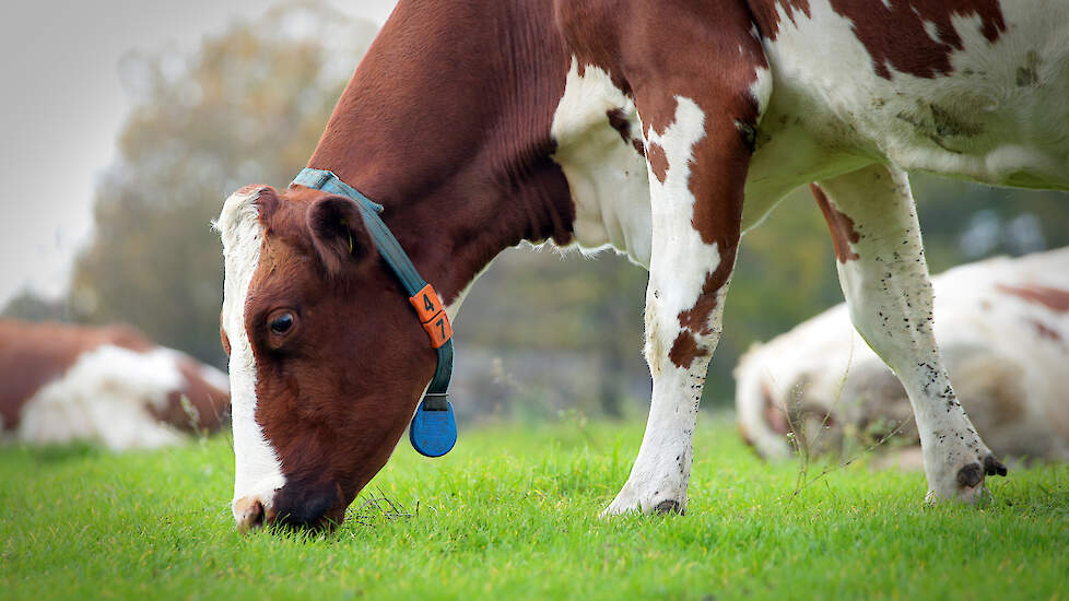 Geelrode puntjes in het najaarsgras is vaak geen roest, maar een gebrek aan kali in de bodem.
