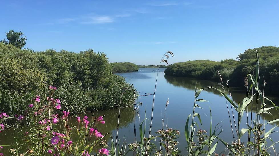 In het Zwanenwater werd dinoterb aangetroffen.