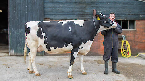 Zoon Matt van der Eijk met algemeen kampioene Carmen 5 (Kings-Ransom G Dylan) van de wintershow Middenmeer.
