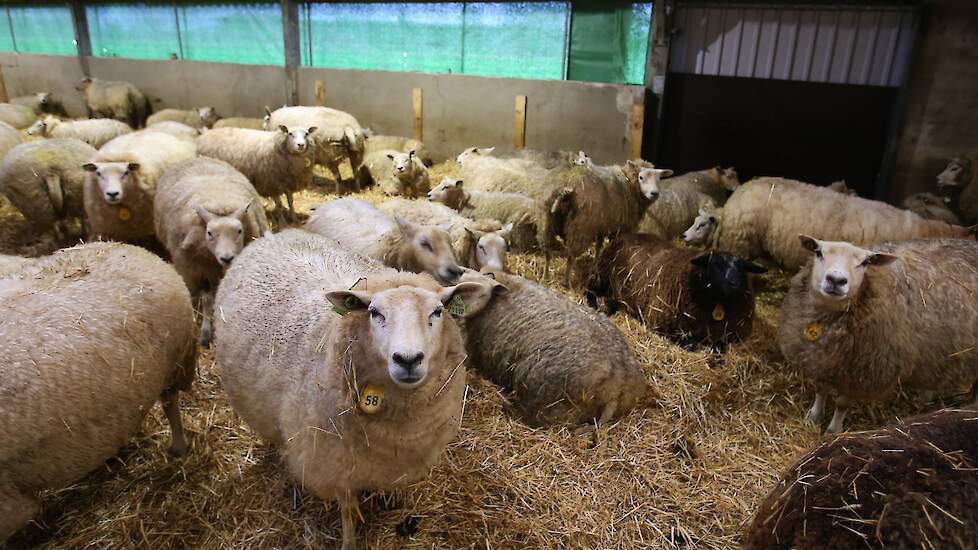 Een willekeurige schapenhouderij.