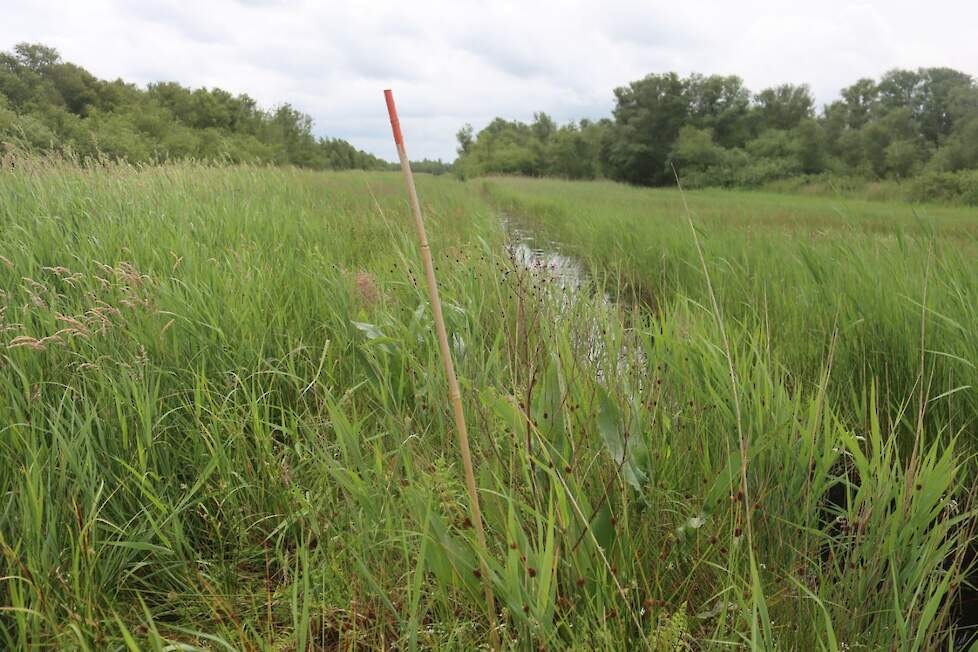 waardplant waterzuring