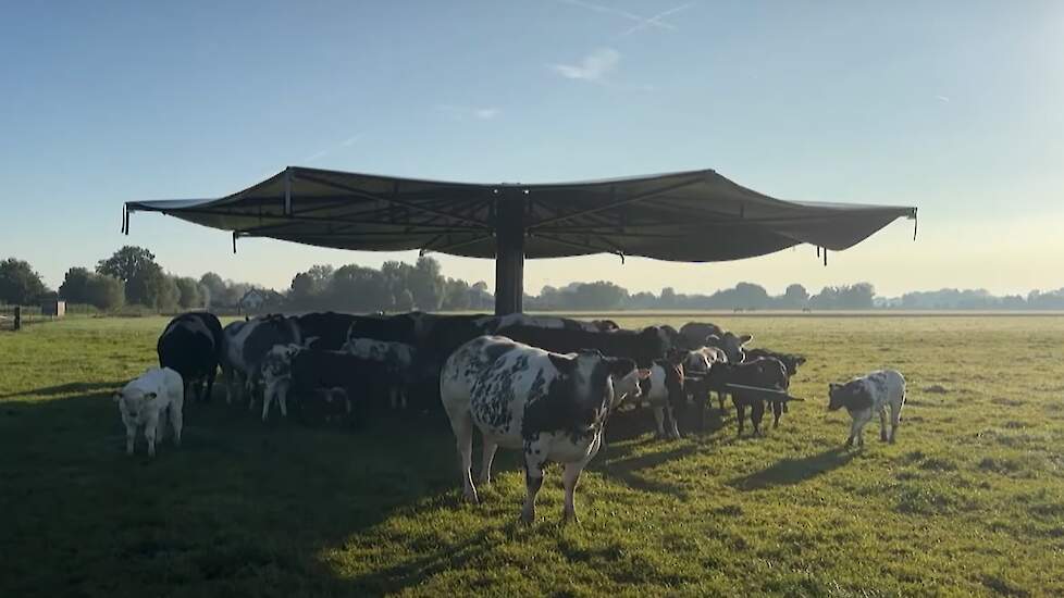 Video: Koeparasol houdt koeien Noord-Hollandse rundveehouder koel op warme zomerdagen