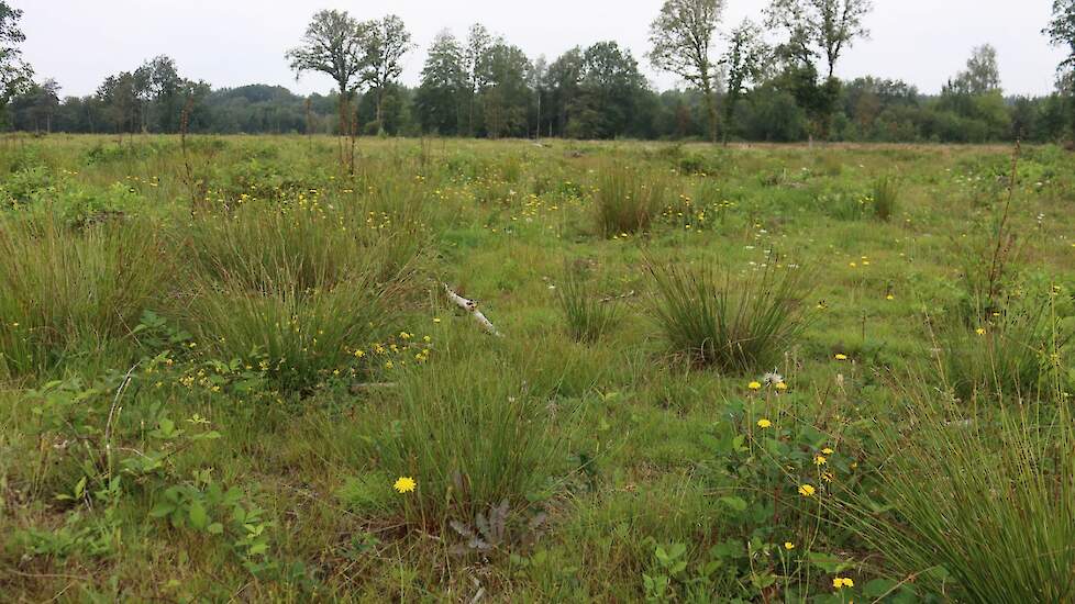 Natuurgebied Springendal en Dal van de Mosbeek met mislukte heide