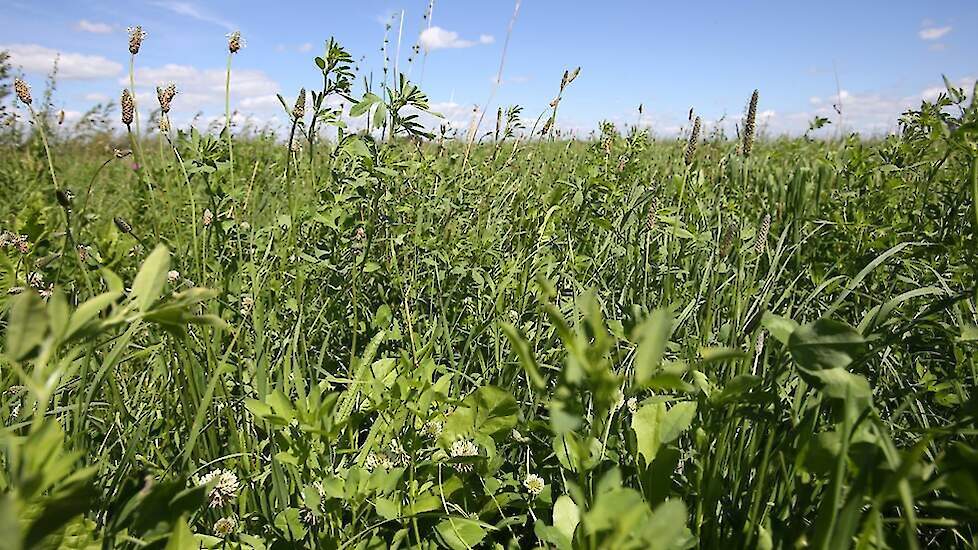 Noord-Holland subsidieert onder meer kruidenrijk grasland.