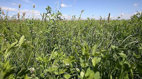 Noord-Holland subsidieert onder meer kruidenrijk grasland.