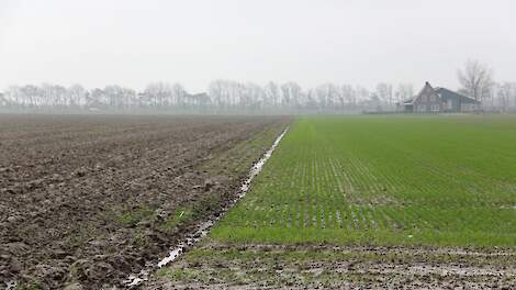 Beeld ter illustratie. Een akker en weiland op  Goeree-Overflakkee.