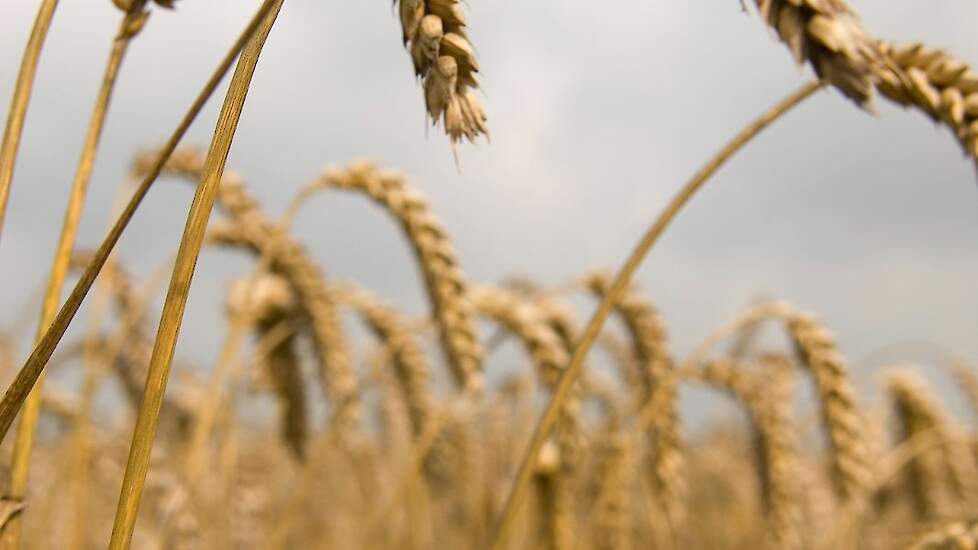 Onze Weidevogels › Boer én ecoloog enthousiast over project biodiversiteit
