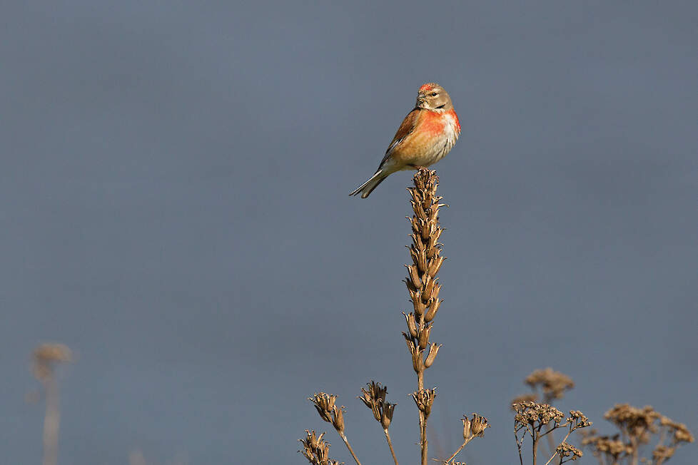 Vogeltellingen in het Buijtenland van Rhoon laten een toename van de kneu zien.