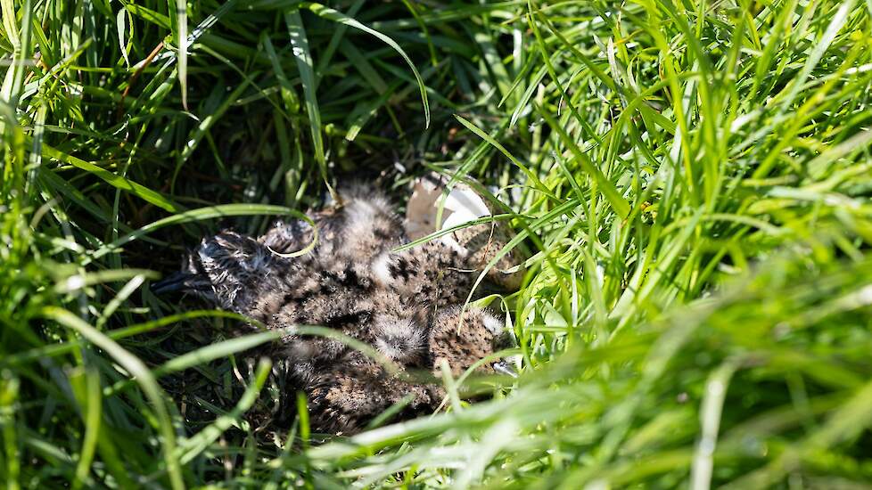 Een door een boer beschermd nestje jonge grutto's in de Blankenhammerpolder, voorjaar 2024.