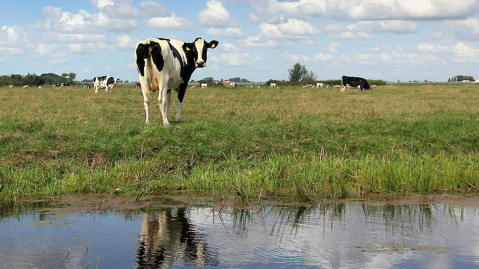 De provincie wil met ammoniakplafonds voor melkvee de stikstofuitstoot terugdringen.