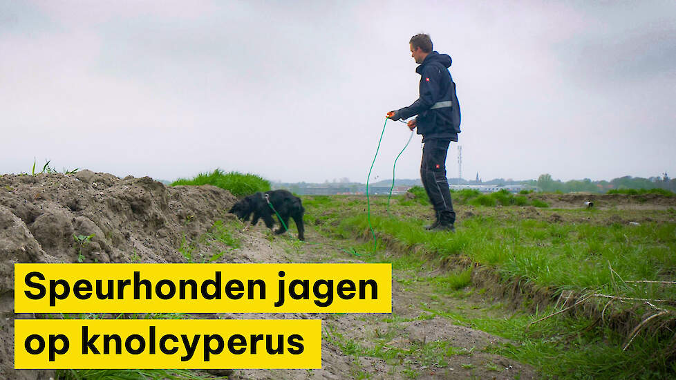 Speurhonden jagen op knolcyperus