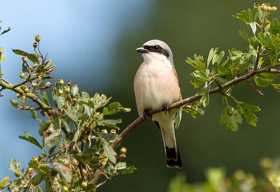 Het aantal broedparen van de grauwe klauwier in het Bargerveen stijgt.