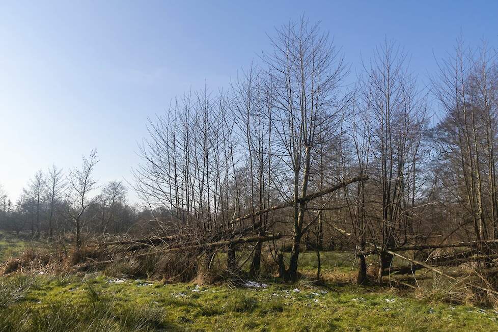 De omgezaagde els is niet helemaal gekapt, maar op 1 tot 1,5 meter hoogte twee derde ingezaagd en vervolgens omgeduwd. De bomen vormen zo een houtwal en bron voor biodiversiteit.