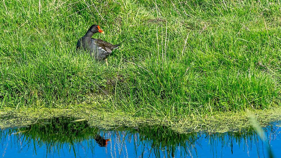 Mogelijk meer bermmaaisel door minder klepelen Rijnland