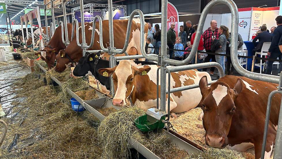 Koeien kijken is populair in Hardenberg.