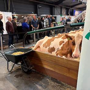 Bij Kijk op de Koe presenteren verschillende KI-organisaties melkvee.