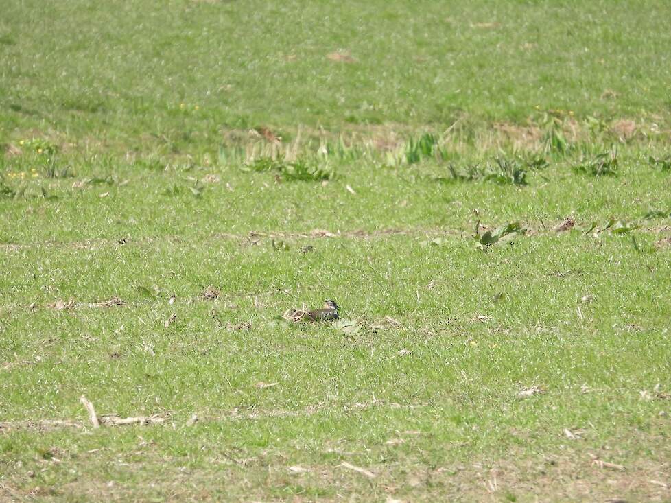 Kievit in het gras.