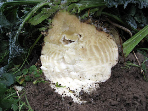 Vorstschade aan de biet is te herkennen aan de verkleuring van het weefsel.