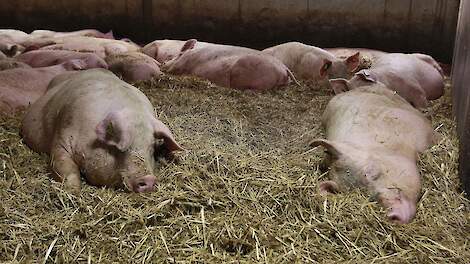 Utrecht wil biologische hokdierbedrijven uitzonderen van ammoniakeis bij UPLG