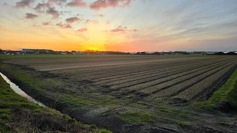 Jan Pepping pioniert met biologische bloembollen op gemeentelijke grond