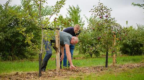 Bomen als stevige basis voor een robuuster boerenbedrijf