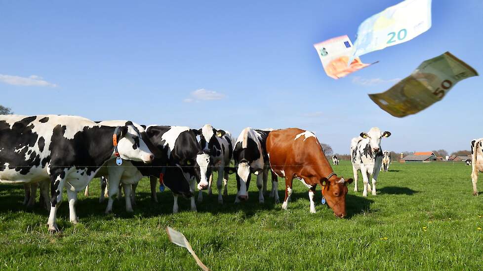 Waal als winterwingebied leidt volgens boeren jaarlijks tot miljoenen euro’s schade