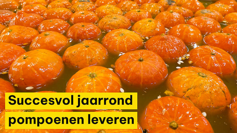 De Terp Squashpackers: succesvol jaarrond pompoenen leveren - Ekoland Innovatieprijs 2026