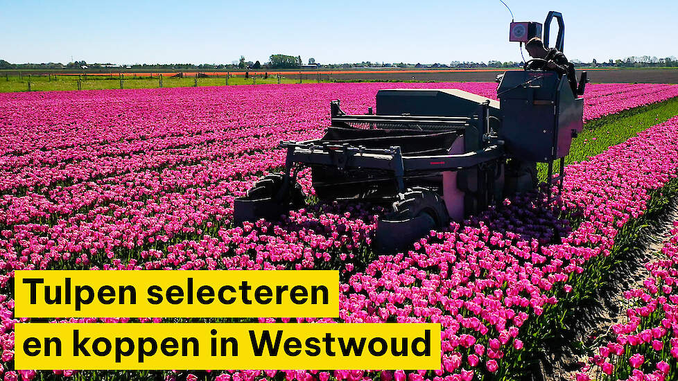 Tulpen selecteren en koppen in Westwoud