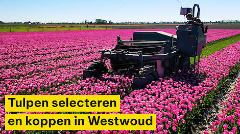 Tulpen selecteren en koppen in Westwoud