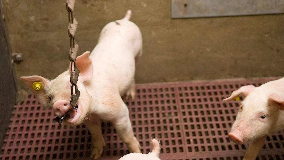 copuperen staarten varkens speeltjes